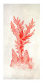 Coral rojo II