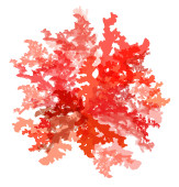 Coral Rojo I
